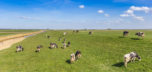 Sticker - Panorama of cows on the dike at the IJsselmeer in Gaasterland, Netherlands