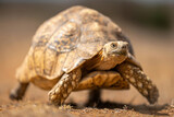 Fototapeta Konie - Leopard tortoise crosses dry savannah in sunshine