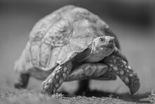 Mono Leopard Tortoise Approaches Camera Over Sand
