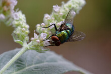 Common Green Bottle Fly (Lucilia Sericata) On A Mint Flower