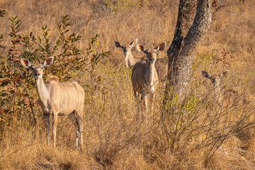  Family of greater kudu ( Tragelaphus strepsiceros)with young hiding in the grass, Tomjachu Bush Retreat, Mpumalanga, South Africa.