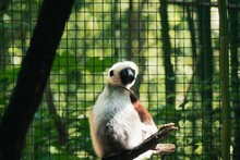 Closeup Shot Of A Ring-tailed Lemur (Lemur Catta) In The Cage At The Zoo