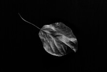 Dried Leaf Isolated On Black Background With Contrast Texture And Deep Shadows, Black And White