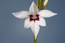 Elegant White Gladiolus Flower With Burgundy Center Isolated On Gray Background.