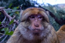 Portrait Of A Serious Proboscis Monkey (Nasalis Larvatus) Looking Aside
