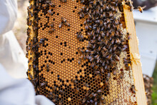 Bees On Brood Honeycomb Frame With Bee Larvae