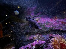 Closeup Shot Of Fish Swimming In A Purple Aquarium With Reefs