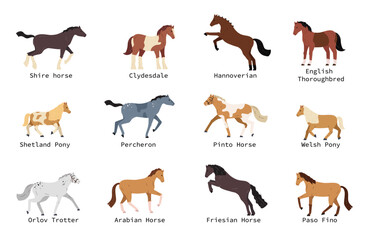 Sticker - Horse Breeds Set