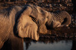 Porträt eines trinkenden Afrikanischen Elefanten  am Wasserloch von Okaukuejo bei Sonnenuntergang (Etosha Nationalpark, Namibia)