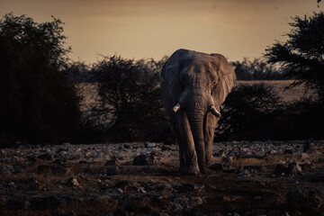 Imposanter Afrikanischer Elefantenbulle nähert sich dem Wasserloch von Okaukuejo in der Abenddämmerung (Etosha Nationalpark, Namibia)