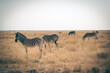 Zebras (Steppenzebra, equus quagga) in der Abendsonne im Etosha Nationalpark (Namibia)