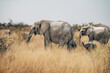 Zwei Elefanten-Kühe mit Jungtier streifen durch das hohe Gras im Busch des Etosha-Nationalparks (Namibia)