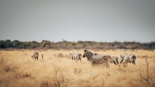Gruppe Zebras Läuft über Die Trockensavanne - Ein Zebra Bleibt Stehen Und Schaut Zum Betrachter (Etosha Nationalpark, Namibia)