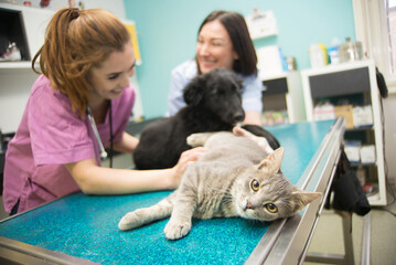 Wall Mural - Two female veterinarians examining cat and dog in veterinary clinic