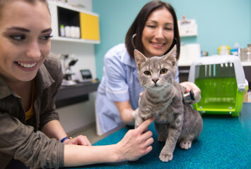 Woman veterinarian examining cat in veterinary clinic