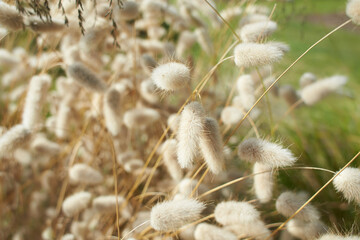 Closeup view of beautiful fluffy Hare's tail grass blooming flowers. Lagurus ovatus Hares tail bunny tail grass panicle inflorescence Rabbit's-tail annual ornamental plant creamy white awn