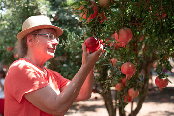 Wall Mural - Woman in red t-shirt and hat picking up fruit from tree. Orchard with big red pomegranates in Israel. Autumn - collection season harvest of ripe pomegranates. Fruits very useful for healthy