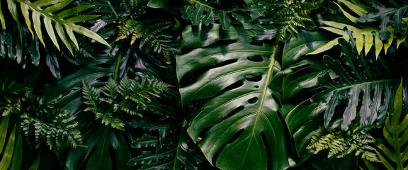 Canvas Print - Tropical leaves, bush of jungle forest, dark green nature background