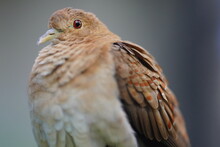 Close Up Of A Bird