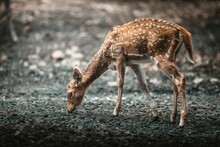 Beautiful Female Spotted Deer (Cervus Nippon) Looking For Food