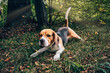Beagle w lesie