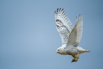 Sticker - Closeup shot of a flying snowy owl with its wings open against a blue sky