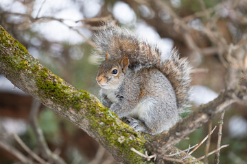 Sticker - Beautiful fat Grey squirrel posing for me near the Ottawa river in Canada in winter
