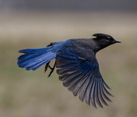 Poster - Closeup shot of a flying Steller's jay with its wings open against a blurred background