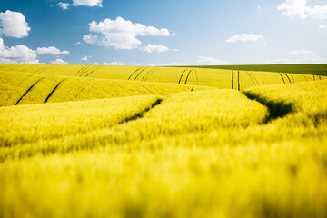 Sticker - Wavy landscape of wheat fields on a sunny day. Ukraine agricultural region, Europe.