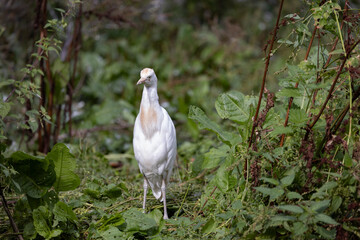 Wall Mural - Western Cattle Egret in Odense zoo,Denmark,Scandinavia,Europe