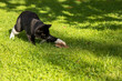 black cat catches a mouse