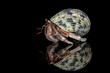 hermit crab on black background with shadow reflection, Coenobita clypeatus, animal closeup