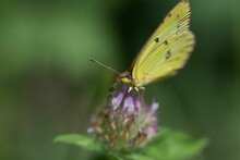 Clouded Sulphur Butterfly With Yellow Wings Collecting Nectar On A Purple Flower