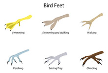 Illustration Of Biology And Animals, Bird Feet And Legs, The Anatomy Of Bird Feet Is Diverse, TYPES OF FEET IN BIRDS​, Different Types Of Bird’s Feet, Bird's Feet For Various Functions
