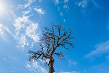 Low-angle Of A Dead Tree With Blue Sky In The Background