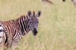 Baby zebra in the Serengeti