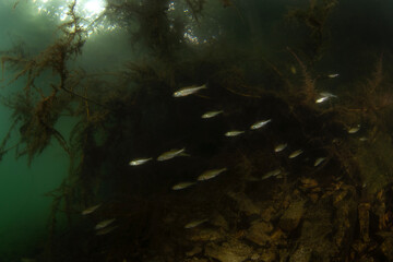 Poster - European perch during day dive. Perch is hiding in the brushwood in water . Underwater life. 