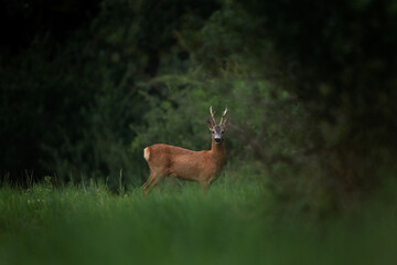 Wall Mural - roe deer during rutting time. male of roe on the meadow. wildlife in europe.
