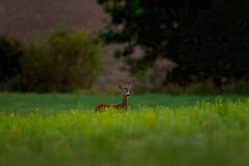 Poster - Roe deer during rutting time. Male of roe on the meadow. Wildlife in Europe. 