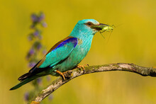Blue European Roller, Coracias Garrulus, Holding A Green Grasshopper In A Beak And Sitting On A Branch. Colorful Bird With A Catch In Warm Morning Light In Summer Nature.
