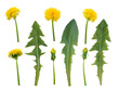Dandelion flowers, buds and leaves isolated transparent png