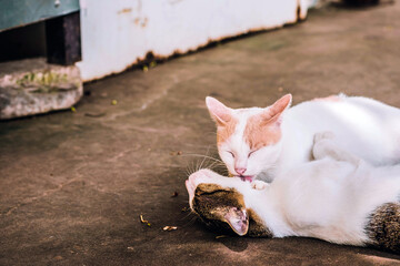 Wall Mural - Two stray cats are teasing each other on the concrete road and the blurry space.