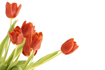 Wall Mural - Fresh tulips  isolated on transparency photo png file 