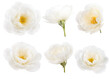 Set of six white delicate roses isolated transparent png