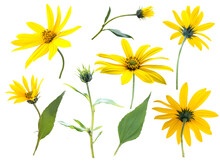 Jerusalem Artichoke Or Sunroot Yellow Flowers, Buds And Leaves Isolated Transparent Png