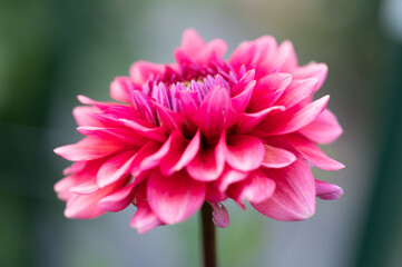 Wall Mural - Vibrant horizontal macro, closeup of pink red dahlia.  Intentional shallow depth of field with green and purple background. 