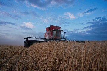 Wall Mural - Grain harvester machine collecting wheat seeds in Standard, Alberta, Canada