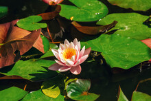 View Of The Pond With Beautiful Pink Lotus Flower And Green Leaves On Water Surface.