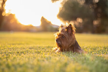 Yorkshire Terrier Dog In Grass On The Sunset
