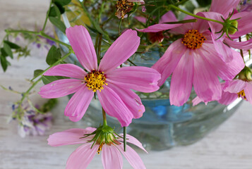 Wall Mural - still life with pink flowers in plastic pot
